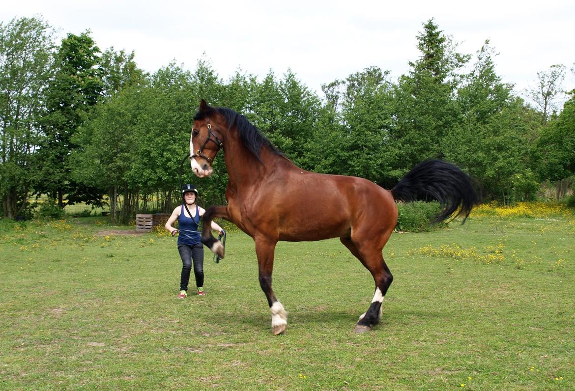 Hollandsk Varmblod Bravour M HJEMME IGEN - 31.05.14 billede 11