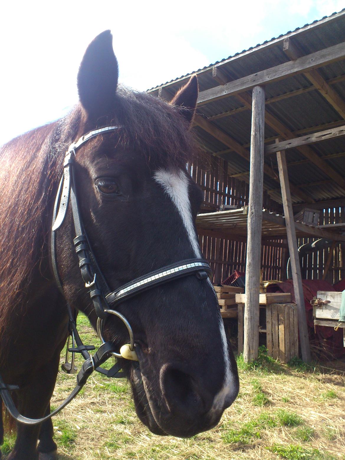 Irish Cob Crossbreed Freja billede 1