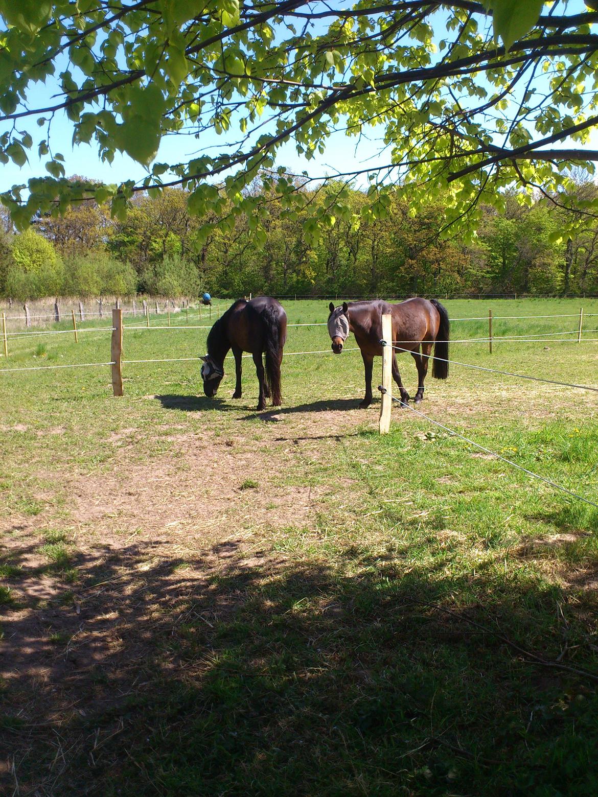 Irish Cob Crossbreed Freja billede 2