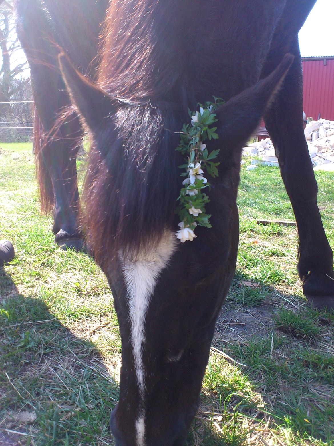 Irish Cob Crossbreed Freja billede 6