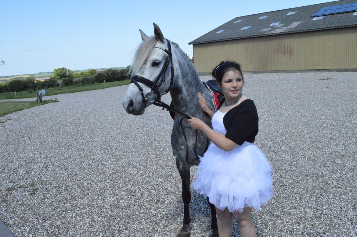 Welsh Partbred (Sec F) Bakkegaarden's Kira ''Grisen'' billede 4