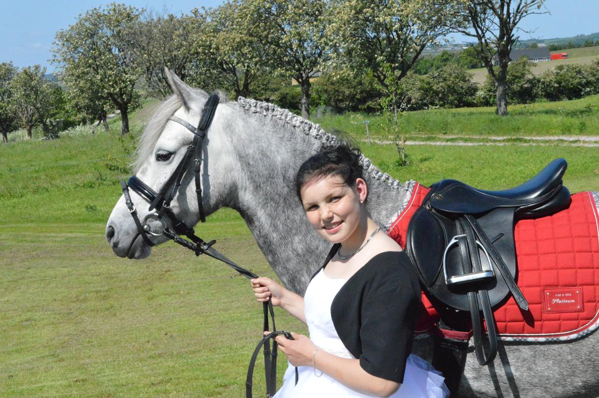 Welsh Partbred (Sec F) Bakkegaarden's Kira ''Grisen'' billede 1