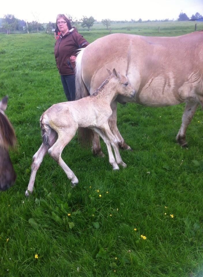 Fjordhest Prips Malik ( tidl hest) - et par minutter gammel. billede 8