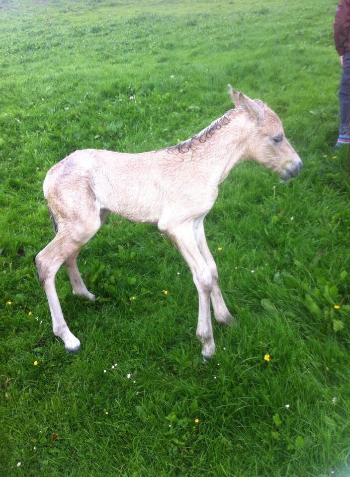 Fjordhest Prips Malik ( tidl hest) billede 14