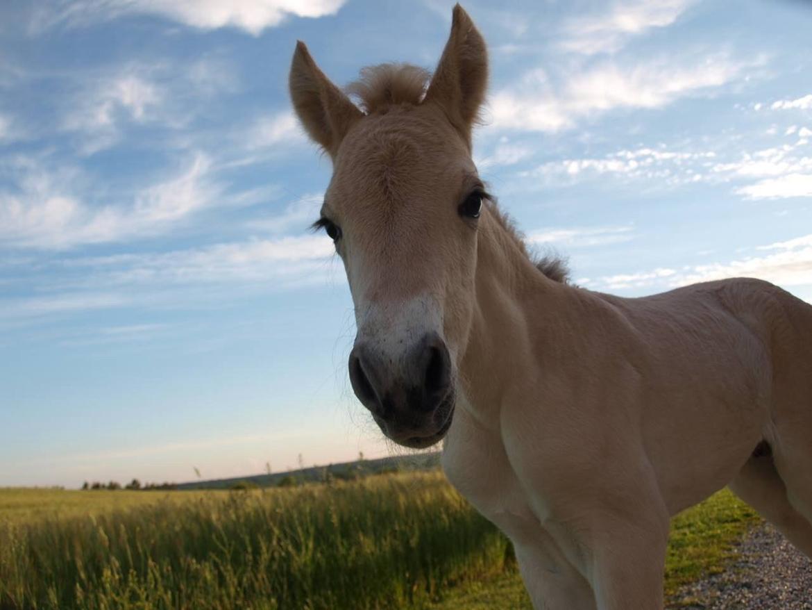 Fjordhest Prips Malik ( tidl hest) billede 9