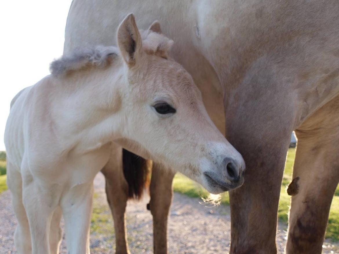 Fjordhest Prips Malik ( tidl hest) billede 10