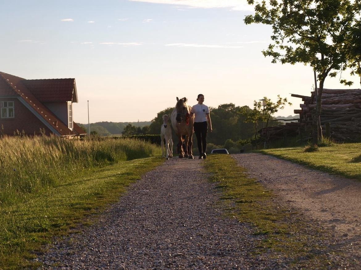 Fjordhest Prips Malik ( tidl hest) billede 11