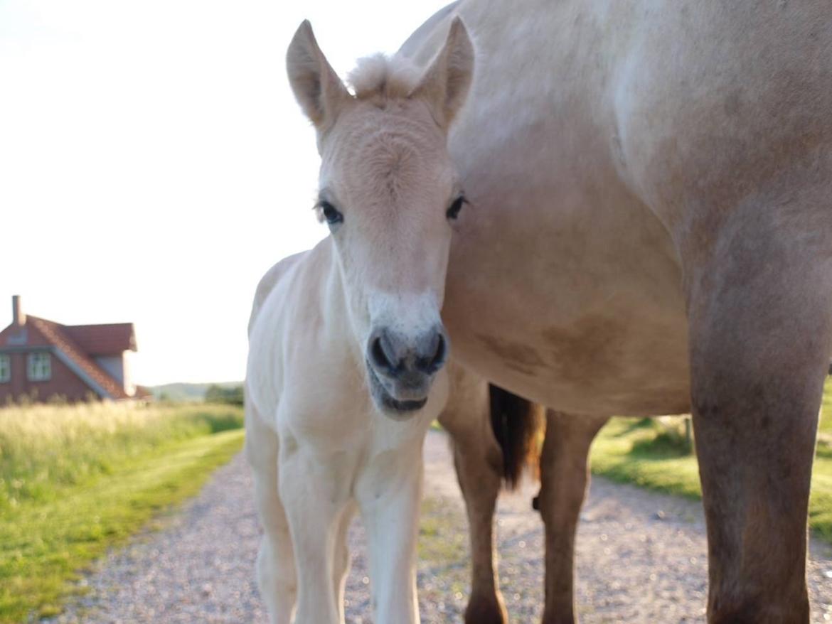 Fjordhest Prips Malik ( tidl hest) - første tur sammen med mor.<3 billede 12