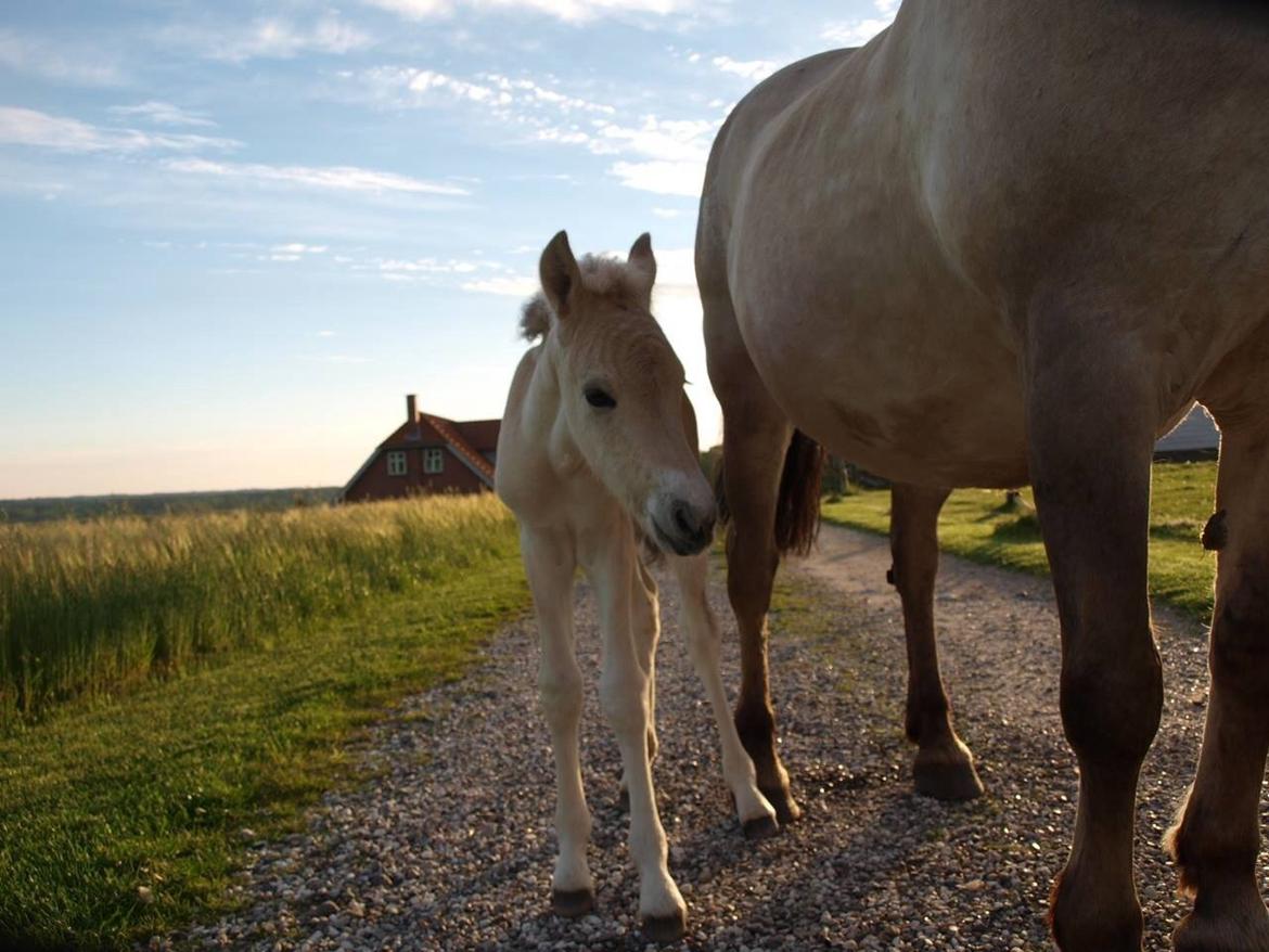 Fjordhest Prips Malik ( tidl hest) - min lille lama hest! billede 15