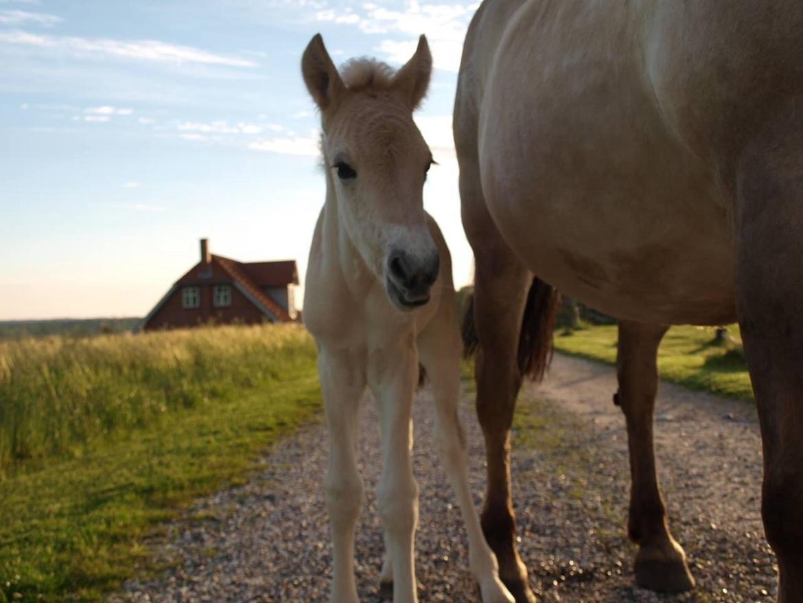 Fjordhest Prips Malik ( tidl hest) billede 2