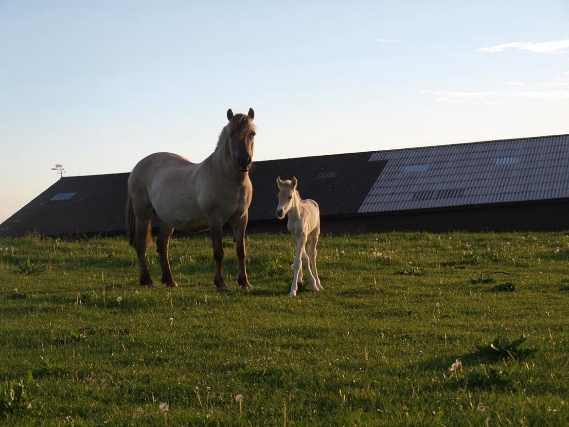 Fjordhest Prips Malik ( tidl hest) billede 17