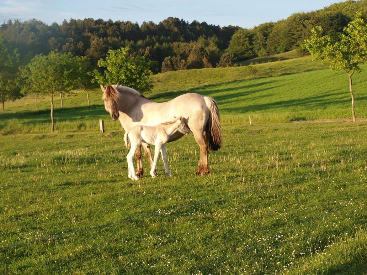 Fjordhest Prips Malik ( tidl hest) billede 18