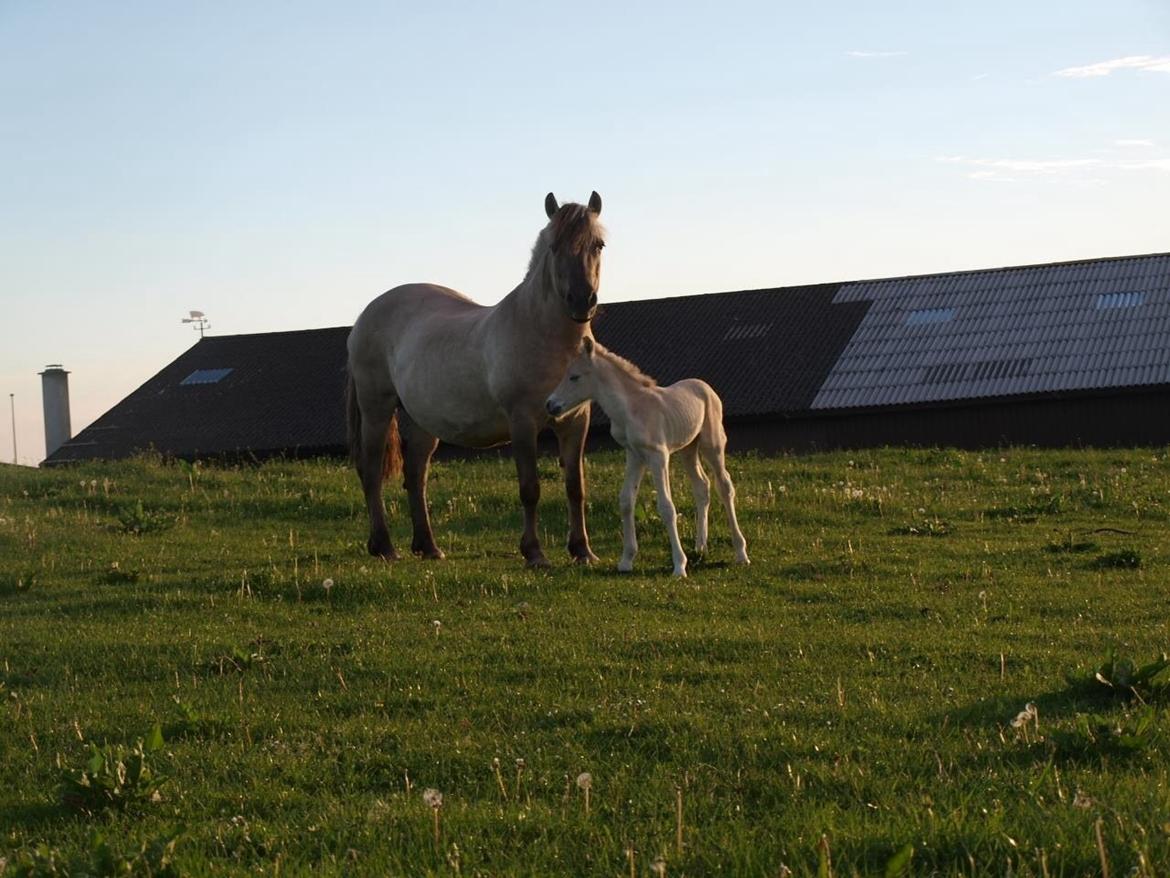 Fjordhest Prips Malik ( tidl hest) billede 20