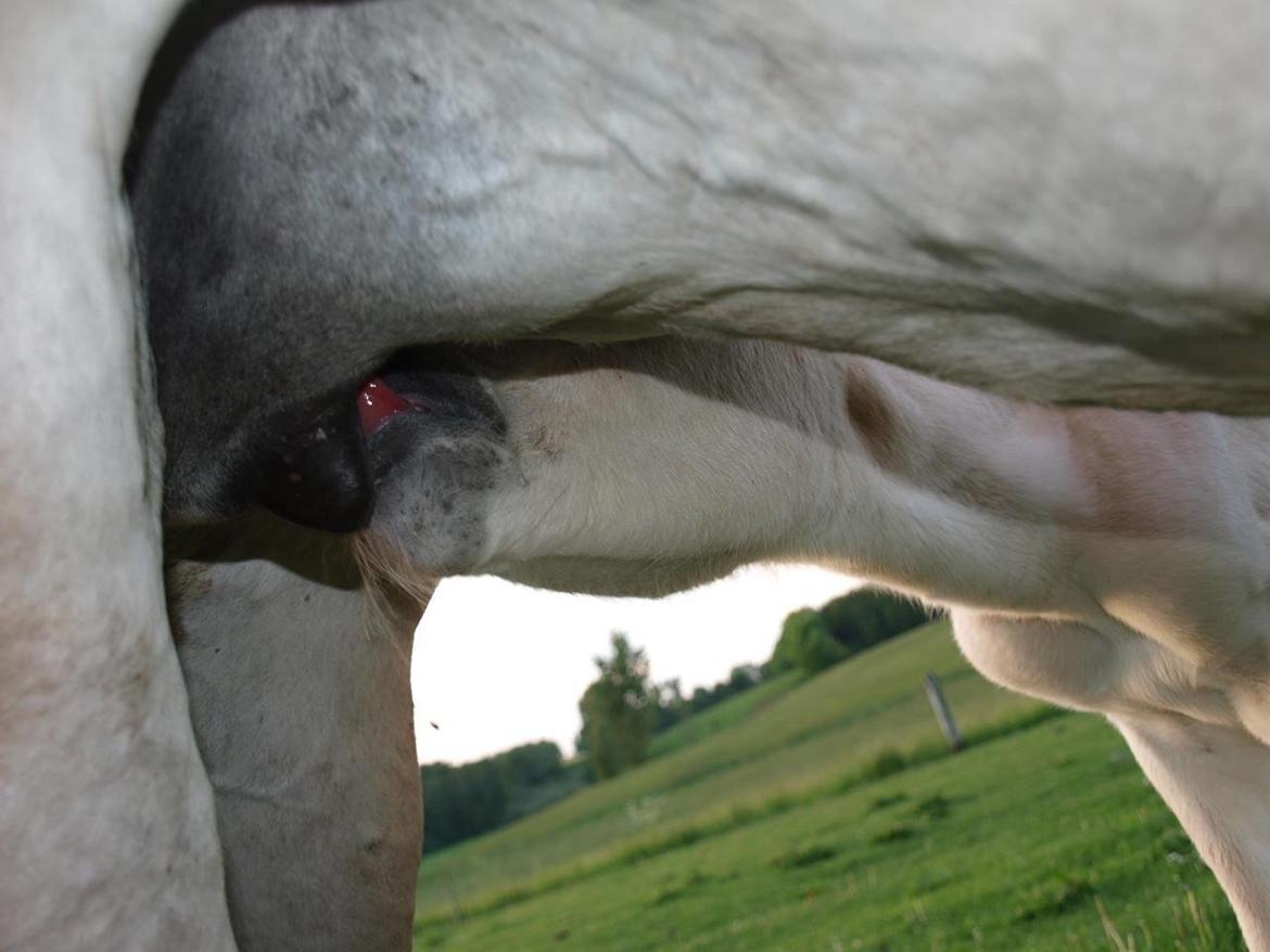 Fjordhest Prips Malik ( tidl hest) billede 21