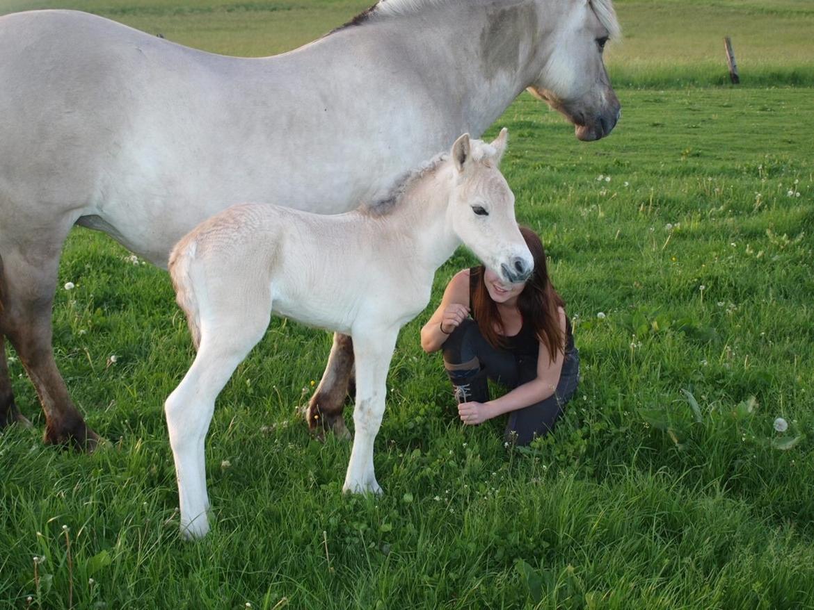 Fjordhest Prips Malik ( tidl hest) billede 23