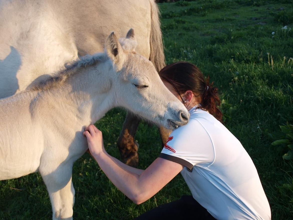 Fjordhest Prips Malik ( tidl hest) - nusser billede 25