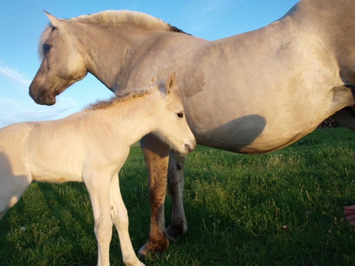 Fjordhest Prips Malik ( tidl hest) - Her er min lille dreng, kun et par dage gammel <3 billede 26