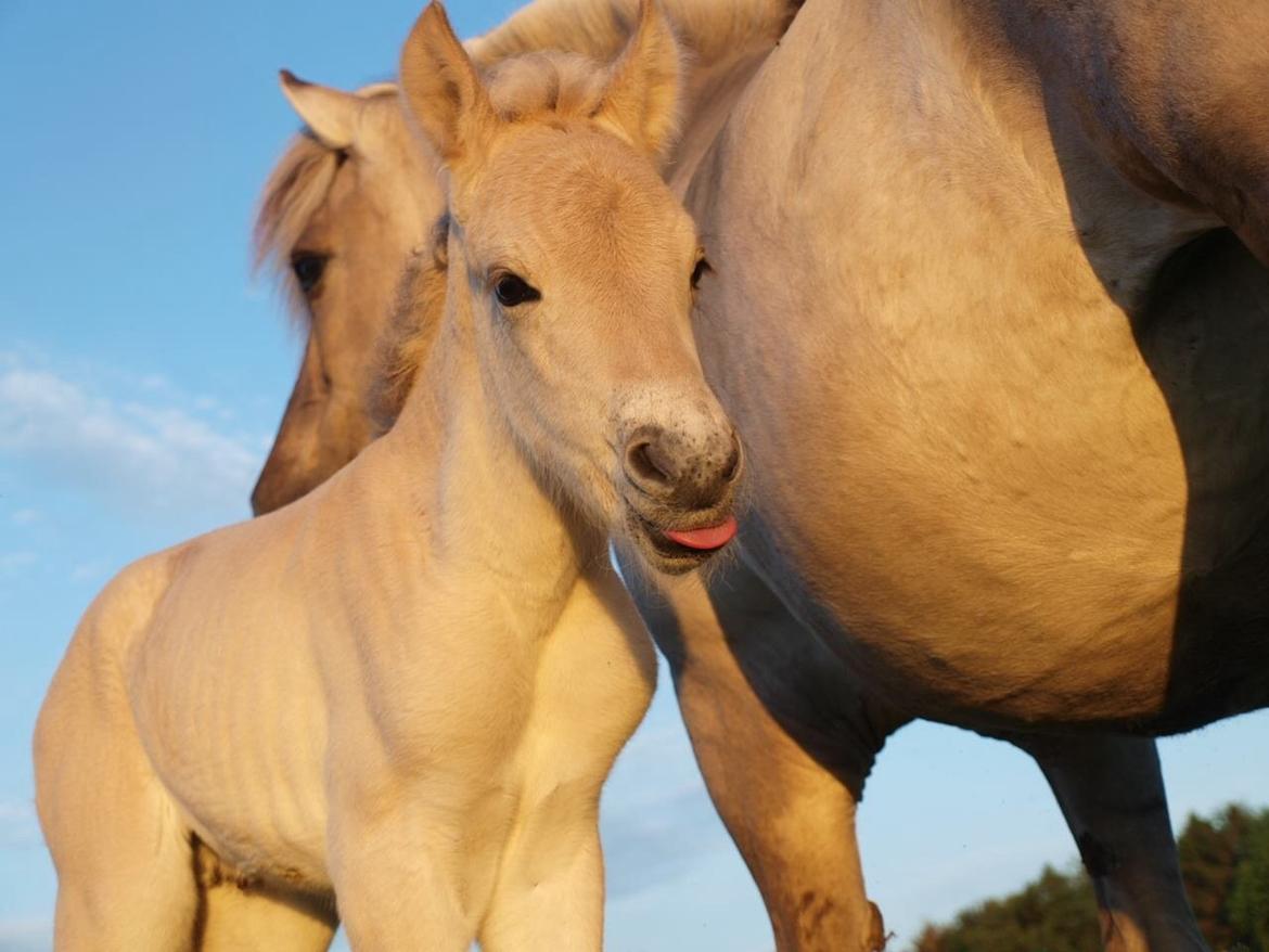 Fjordhest Prips Malik ( tidl hest) billede 5