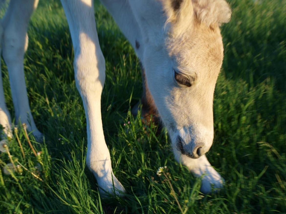 Fjordhest Prips Malik ( tidl hest) billede 28