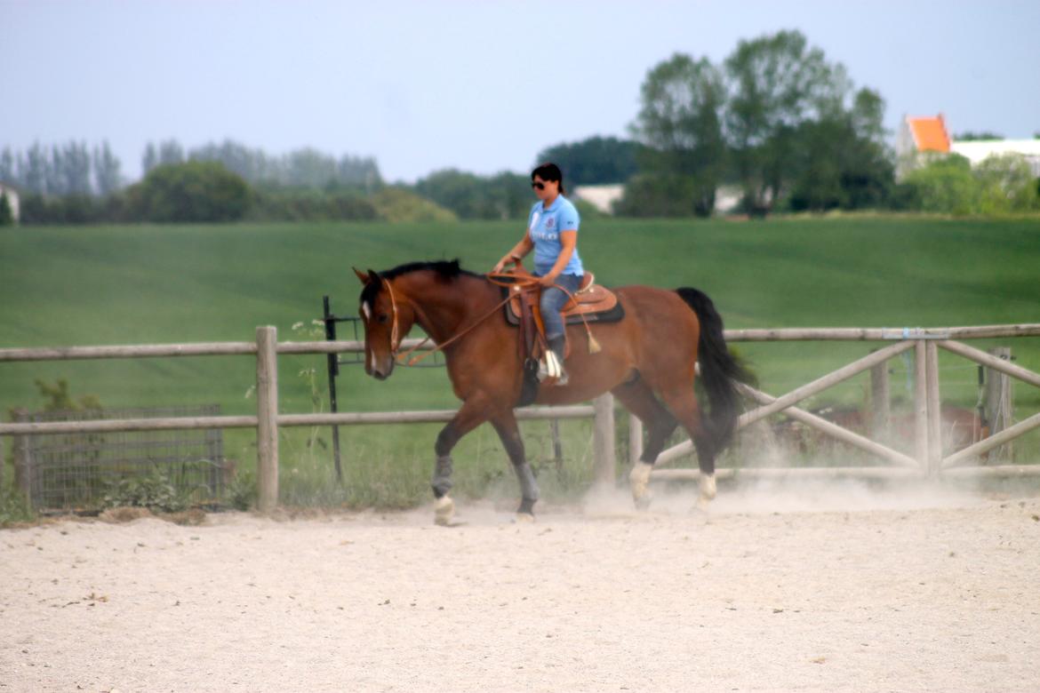 Holstener T-Rex billede 6