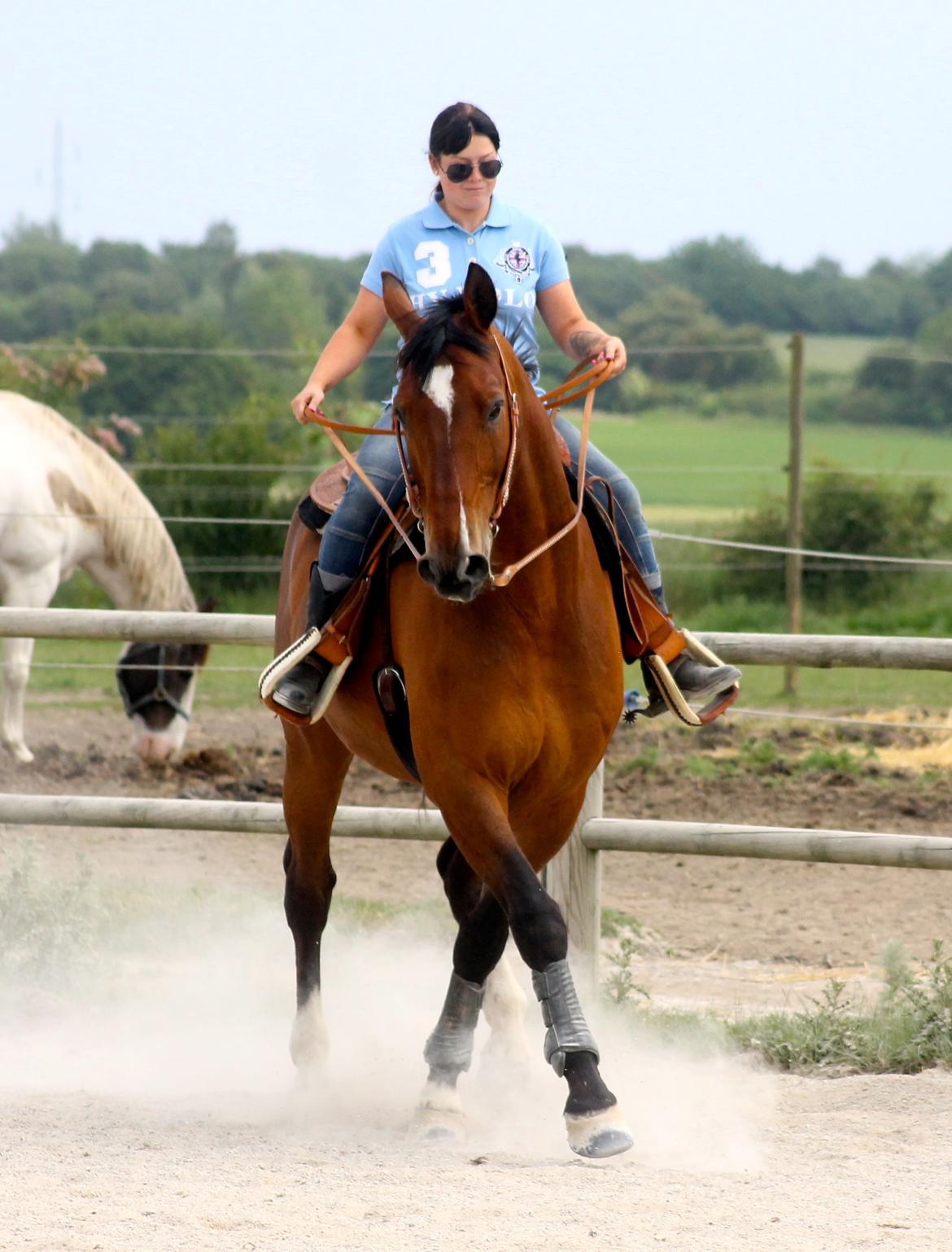 Holstener T-Rex billede 12