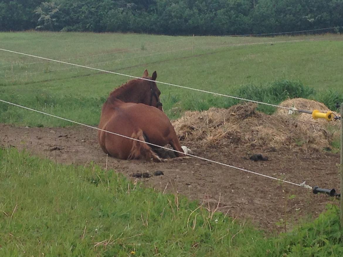 Dansk Varmblod Lindegaardens Zafir  billede 15