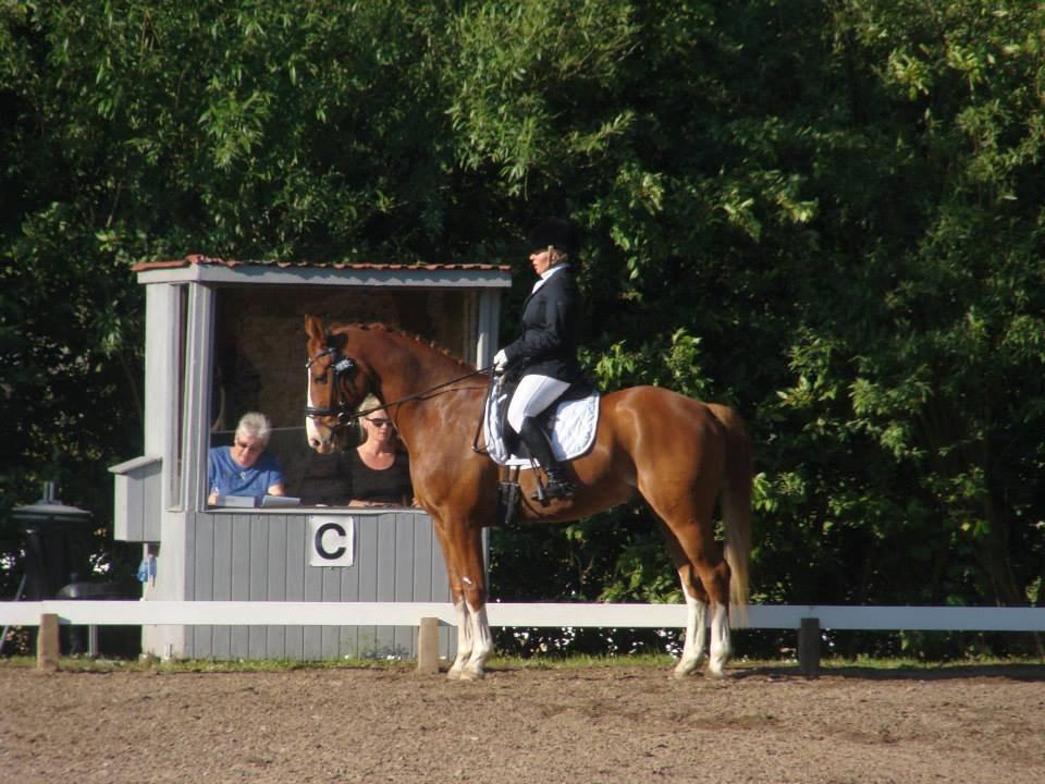 Dansk Varmblod Lindegaardens Zafir  billede 16