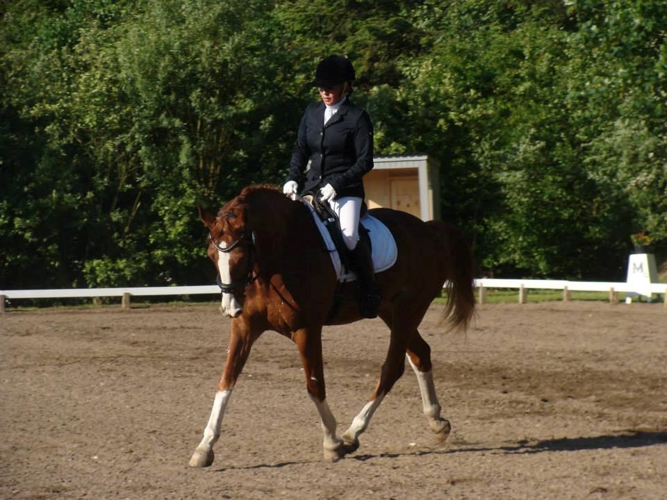 Dansk Varmblod Lindegaardens Zafir  billede 17