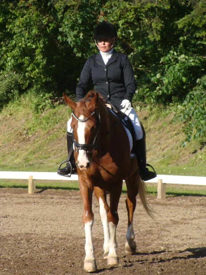 Dansk Varmblod Lindegaardens Zafir  billede 18
