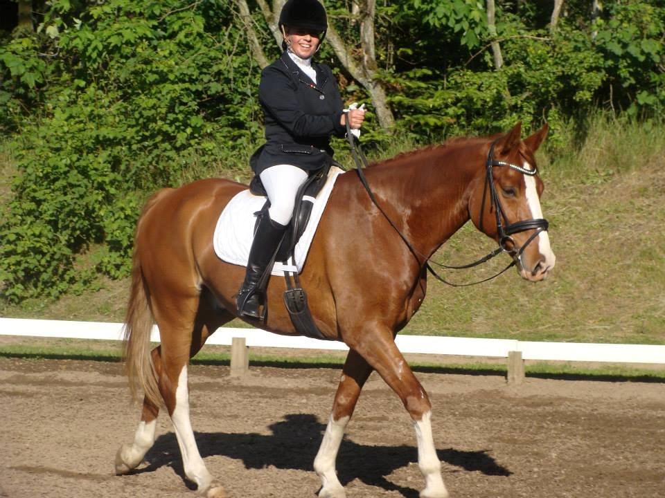 Dansk Varmblod Lindegaardens Zafir  billede 19