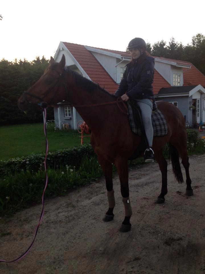 Fuldblod (XX) Flay - Velkommen billede 1