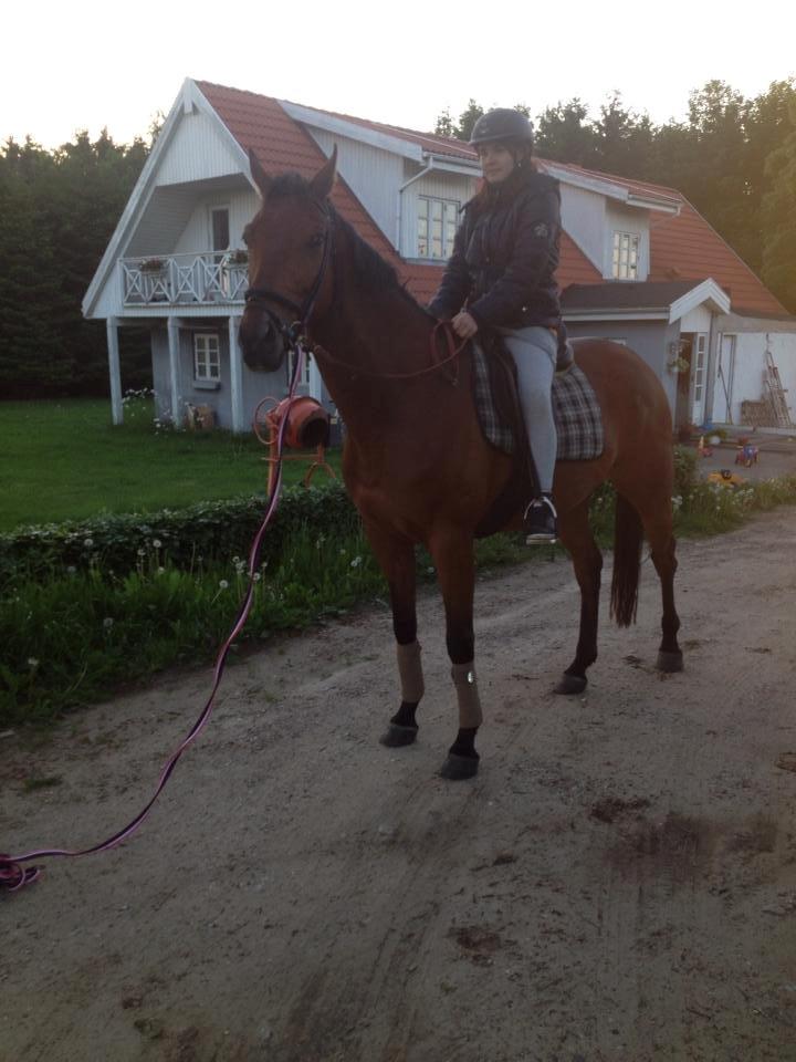 Fuldblod (XX) Flay billede 4