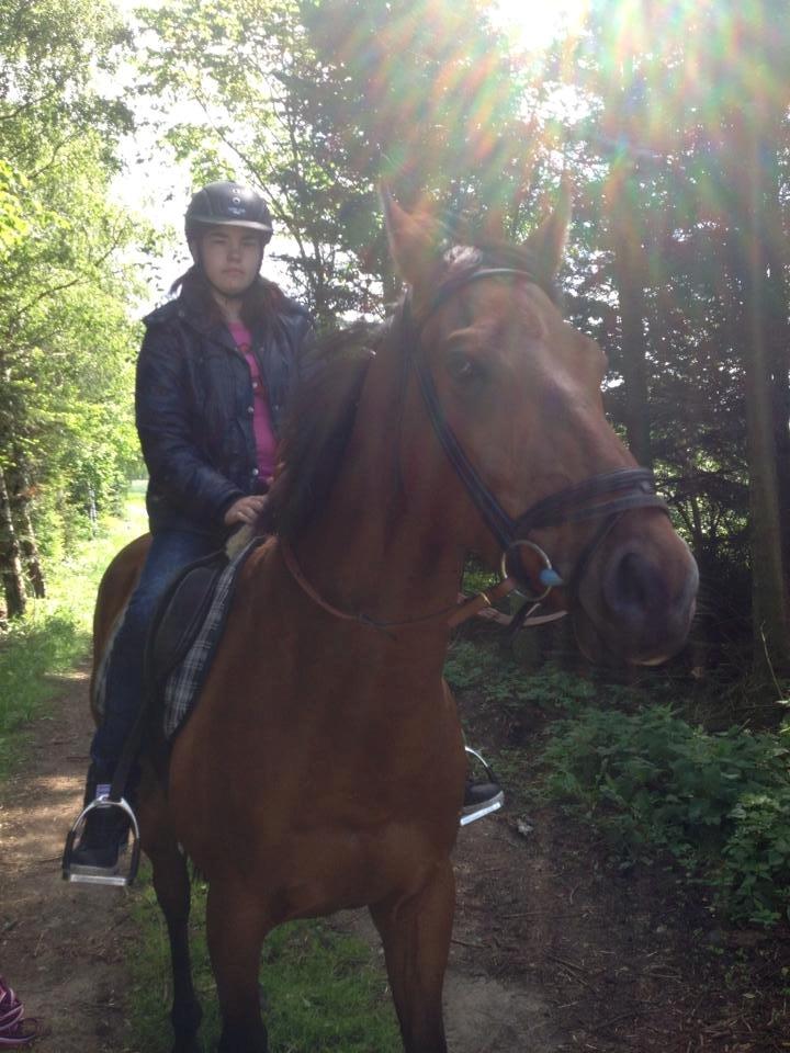 Fuldblod (XX) Flay billede 5