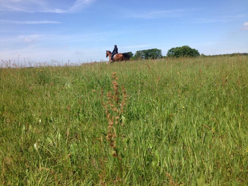 Fuldblod (XX) Flay billede 6