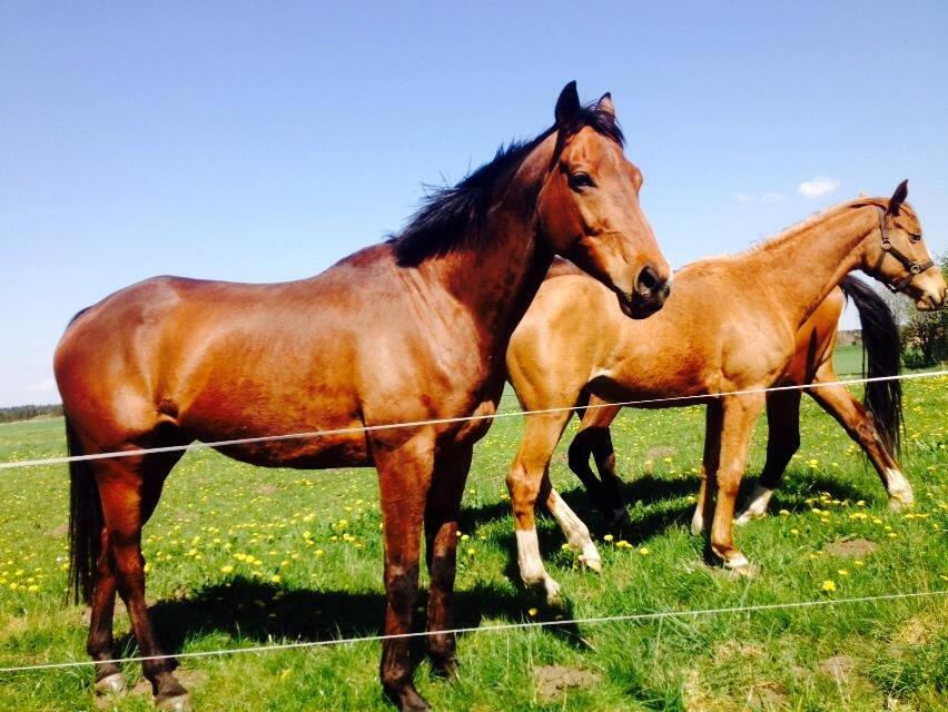 Fuldblod (XX) Flay billede 7