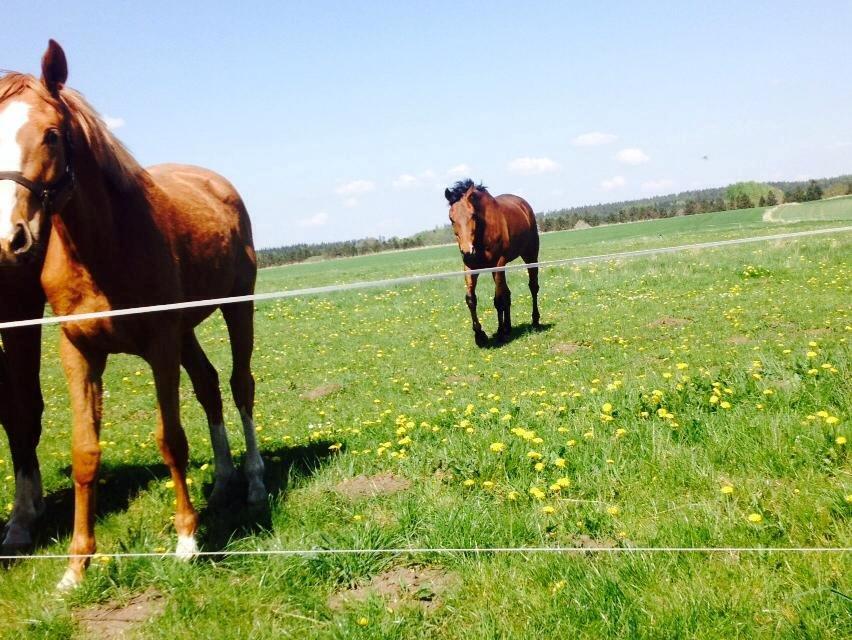 Fuldblod (XX) Flay - Ja ja jeg kommer nu!!! Rolig nu billede 8