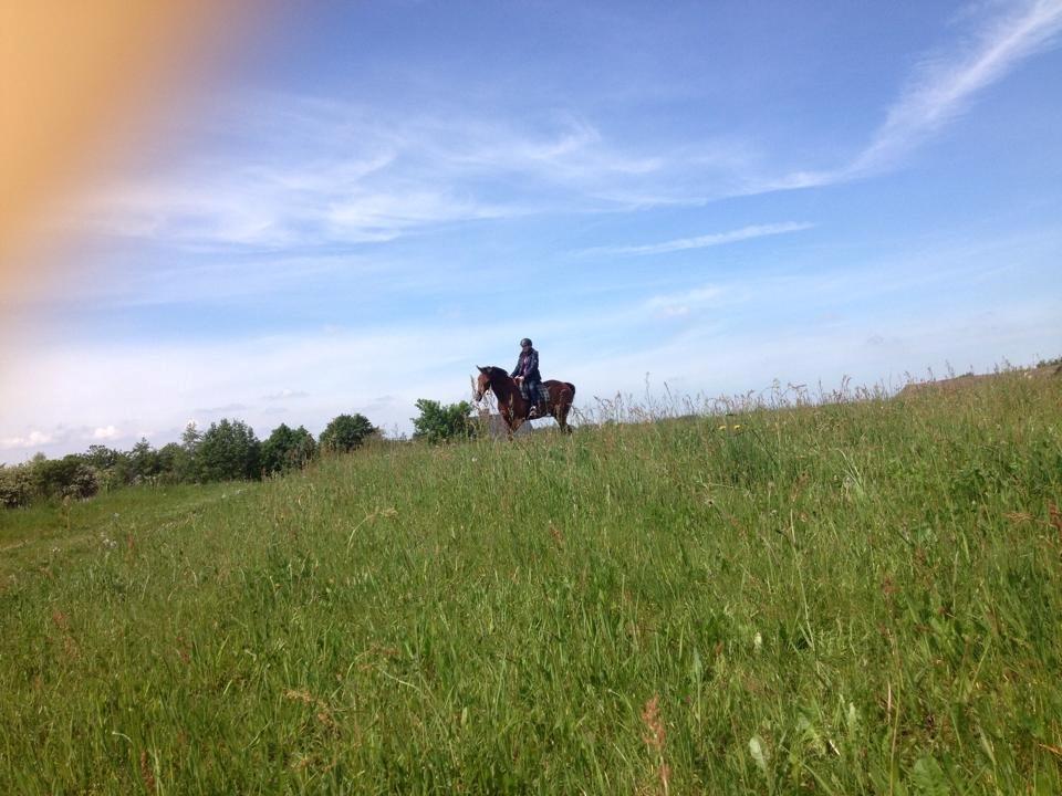 Fuldblod (XX) Flay billede 2