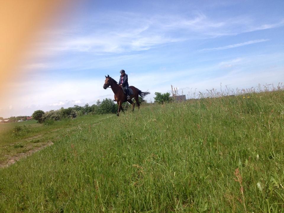 Fuldblod (XX) Flay billede 10