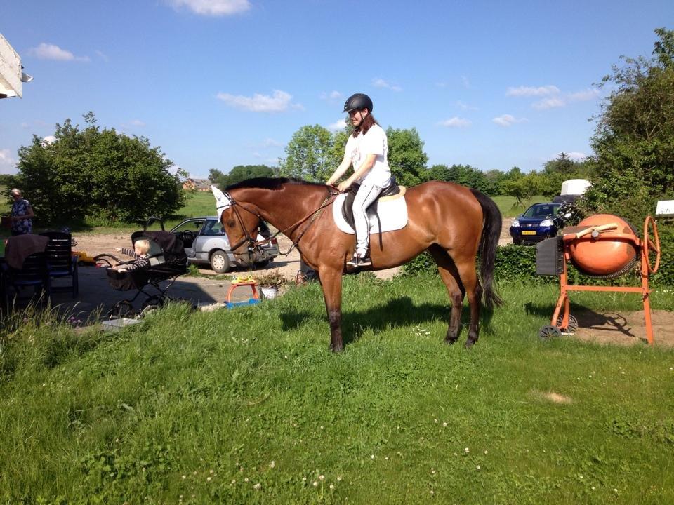 Fuldblod (XX) Flay billede 11