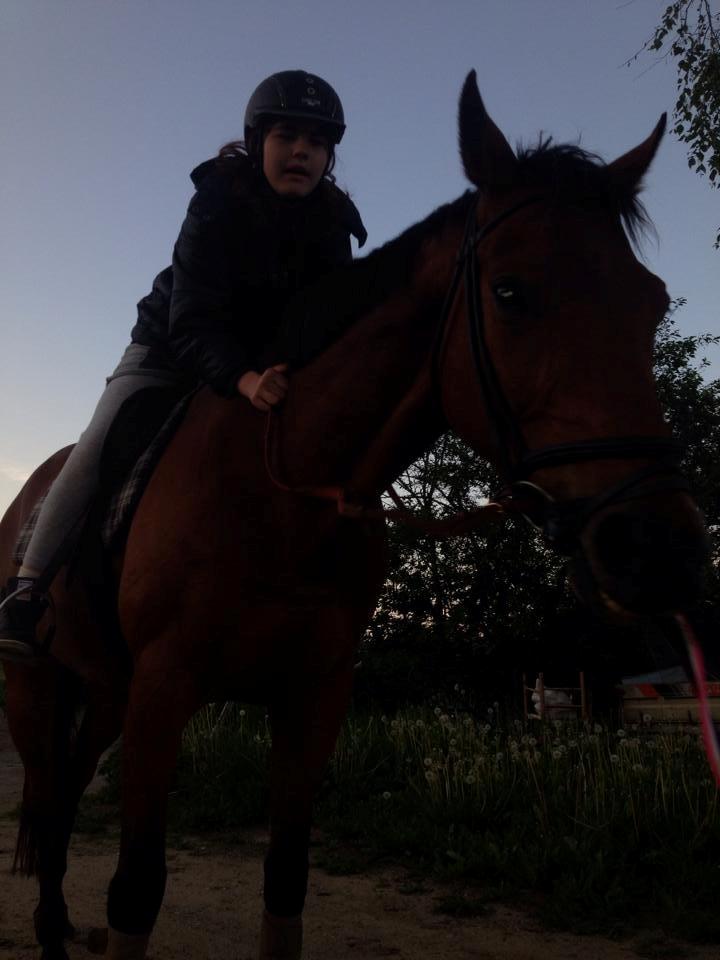 Fuldblod (XX) Flay billede 12