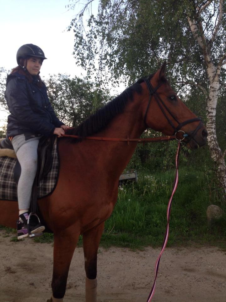 Fuldblod (XX) Flay billede 14