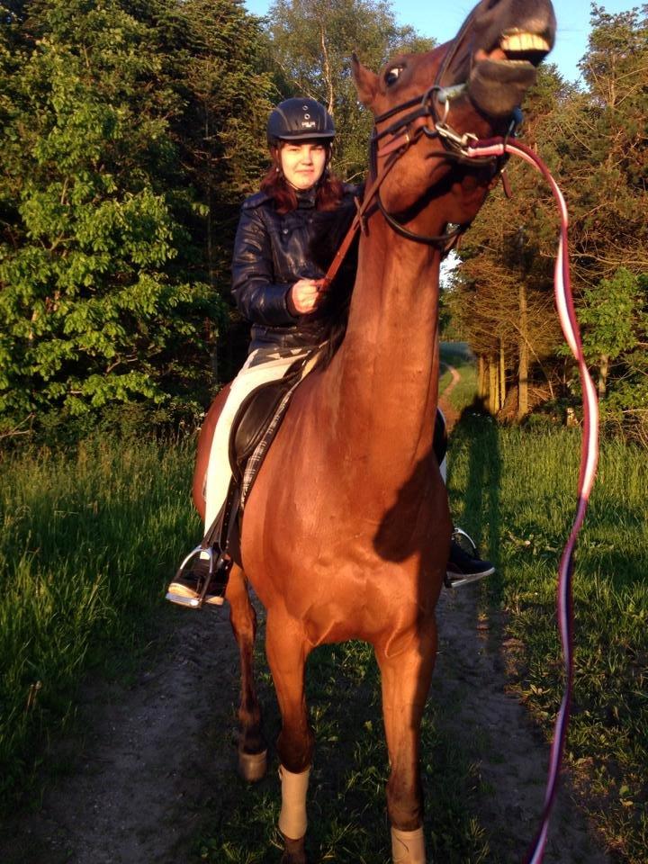 Fuldblod (XX) Flay billede 15