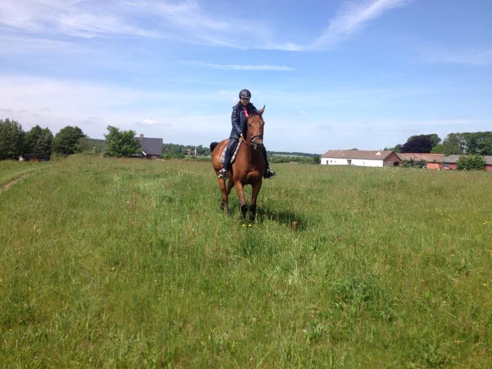 Fuldblod (XX) Flay billede 16