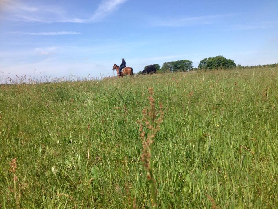 Fuldblod (XX) Flay billede 17