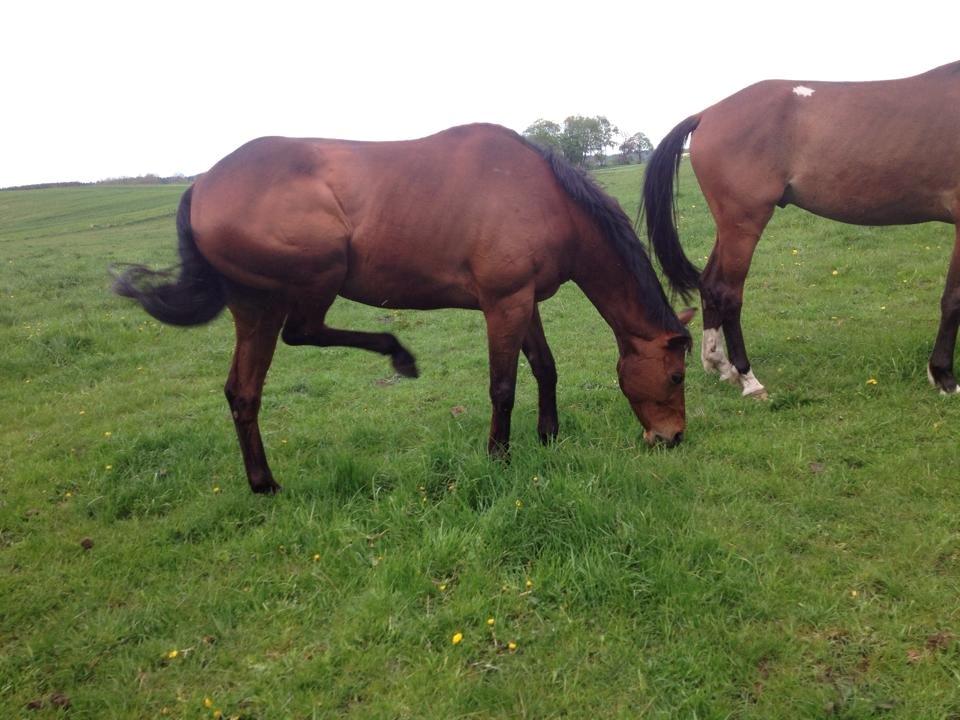 Fuldblod (XX) Flay - Det klør HJÆLP!!! billede 18