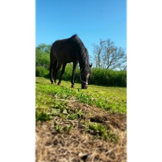 New Forest Krondalens Corfu - Sommer 2014 billede 1