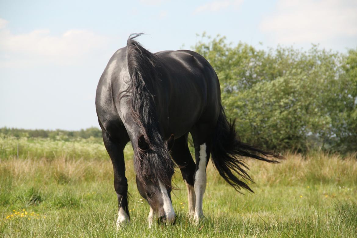 Welsh Cob (sec D) Dynamite Joy billede 2