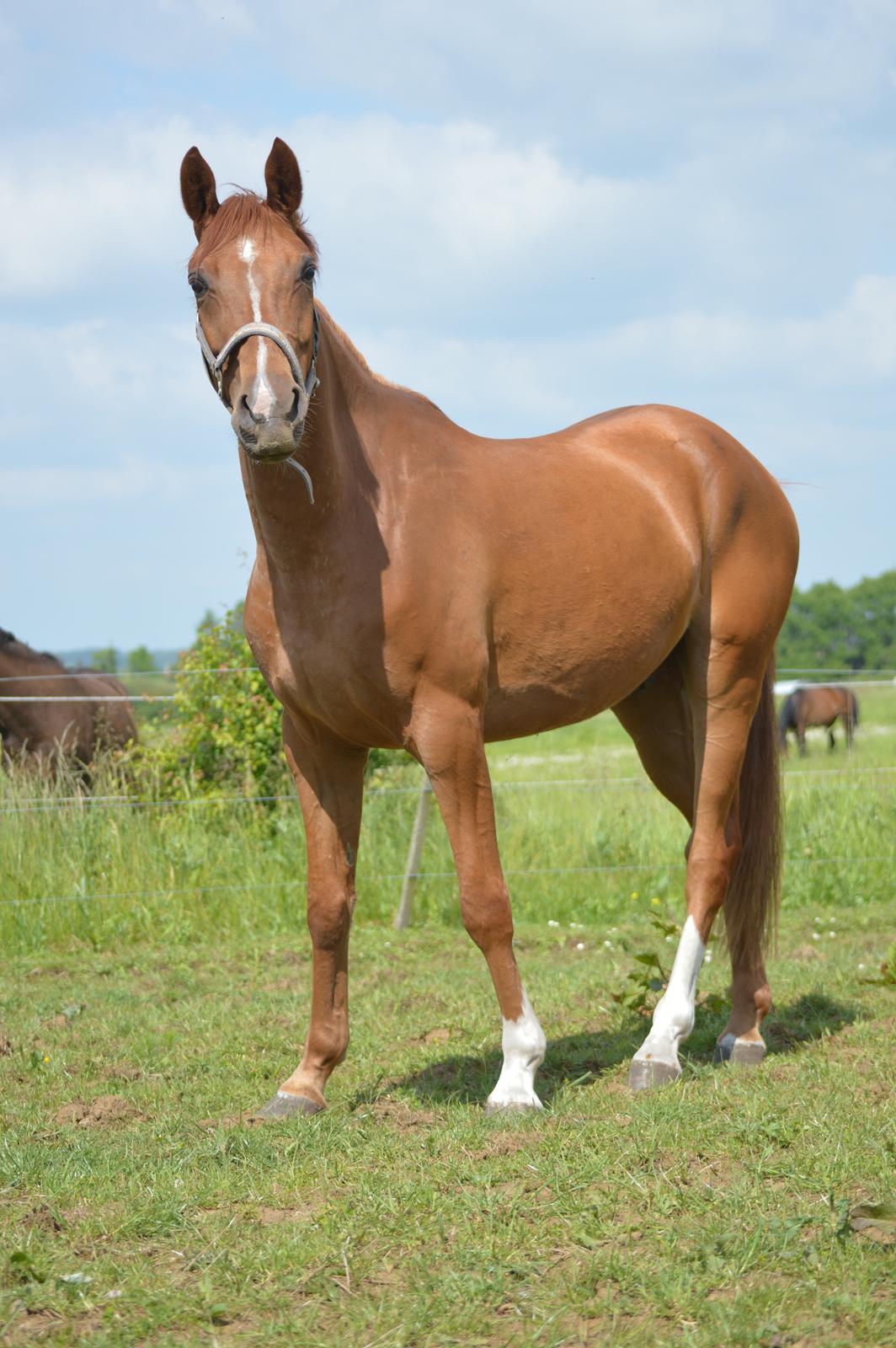 DSP Aleksander - Smukke dreng! ;) 3/6 2014  billede 3