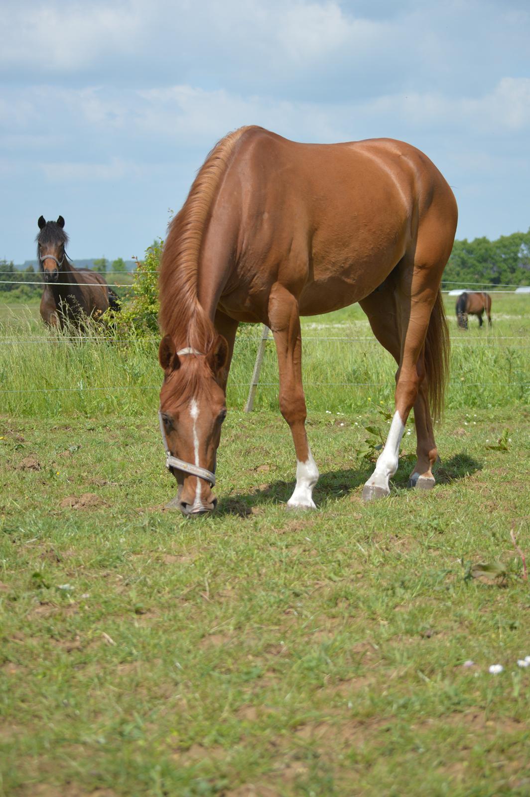 DSP Aleksander - På folden med sin nye flok. 3/6 2014  billede 4