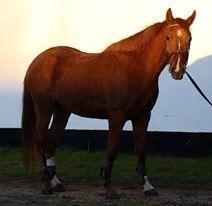 DSP Aleksander - *I tilridning hos Diana Klein* billede 6